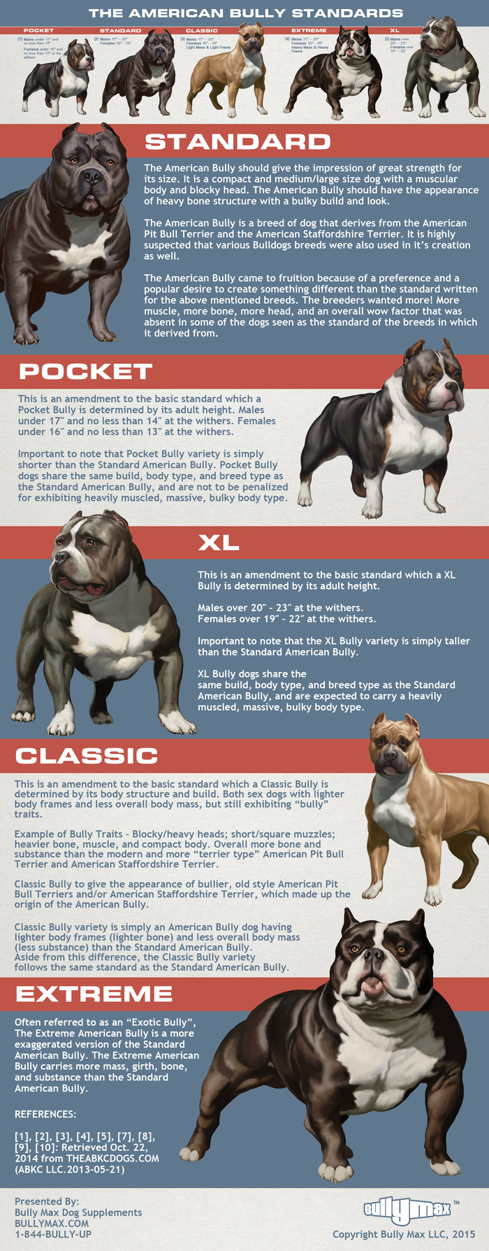 american bully classes infographic