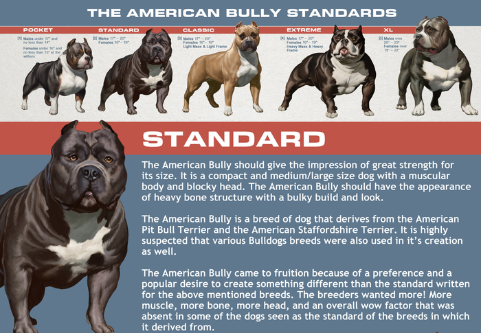 american bully extreme size