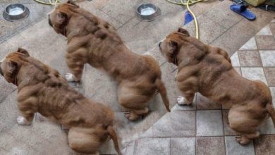 best dog food for american bully puppies