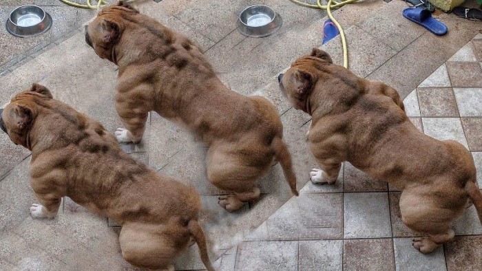 what to feed bully puppies