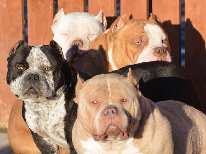 What You Need to Know About Ear Cropping Your American Bully.