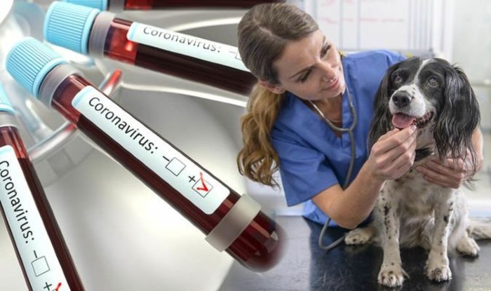 coronavirus vaccine dogs