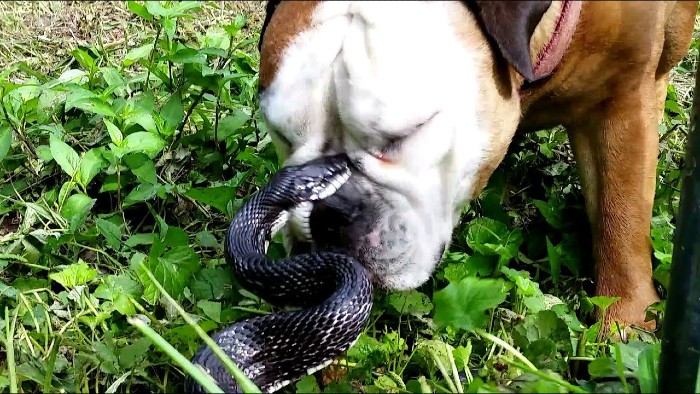 how to diagnose snake bite in dogs