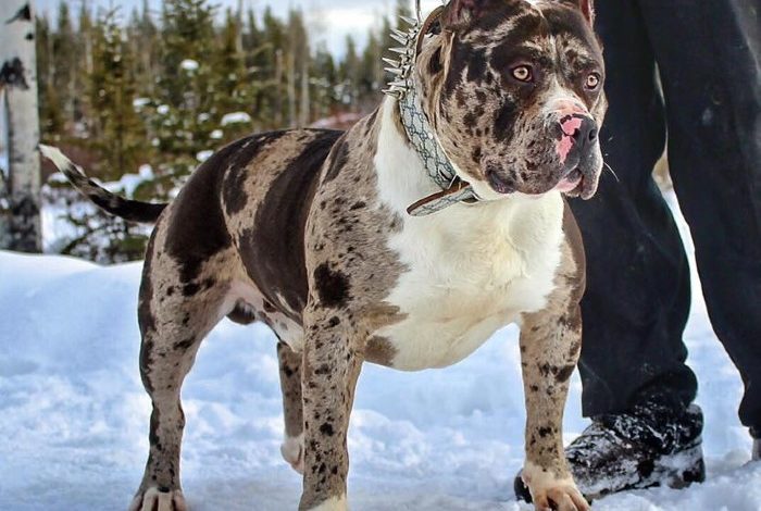 merle colored american bully