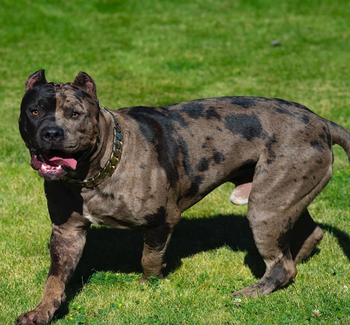 What's the Deal With Merle Color in Dogs—American Bully