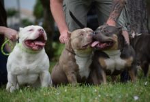 What'S The Deal With Merle Color In Dogs—American Bully