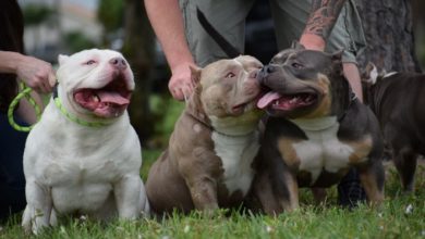 top american bully bloodlines