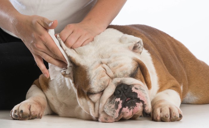 hot spots and itching in dogs