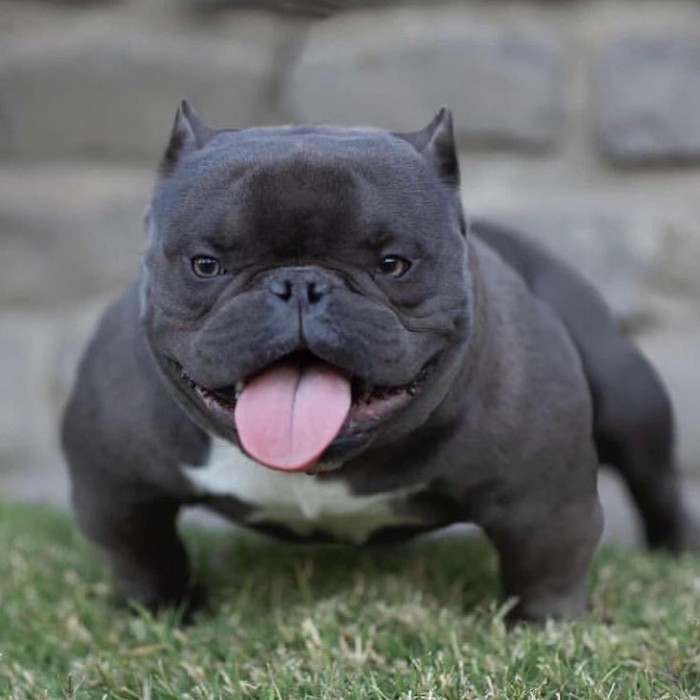 The Exotic Bully and the Clean Exotic - Controversy Explained