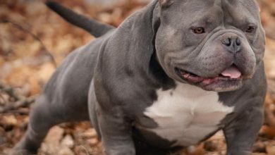 history of the american bully dog