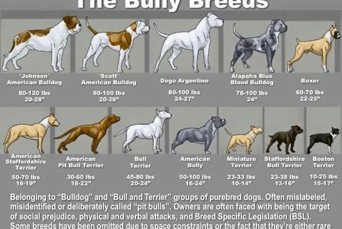 bully breed types